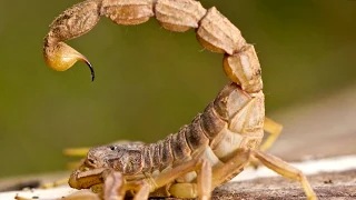 ЯД СКОРПИОНОВ. СКОРПИОНЫ ВЫРАБАТЫВАЮТ НЕСКОЛЬКО ВИДОВ ЯДОВ