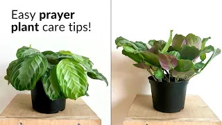 Prayer plant care tips you MUST know! Marantas made easy 🌱
