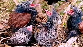 Greater coucal babies flock to mother for food#baby