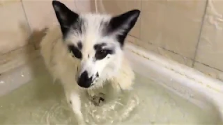 Does this pet fox love to bath?