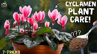 Cyclamen Plant Care Tips For Maximum Blooming! (7-Tricks)