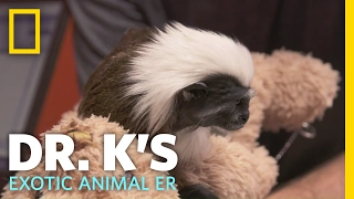 Meet Hashtag the Monkey | Dr. K's Exotic Animal ER