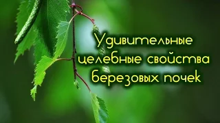 Удивительные целебные свойства березовых почек