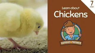 Learn about chickens with George the Farmer