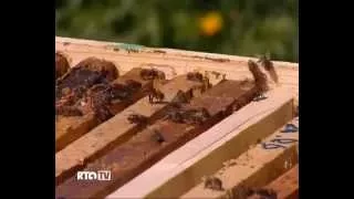 СР пчелы Башкирской популяции