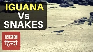 Iguana Vs Snakes Race of Death Video Won BAFTA Award (BBC EARTH)