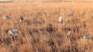 Kansas Pheasant and Quail December 2023