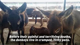 Donkeys' Heads Bashed in With Sledgehammers, Throats Cut in China for Gelatin in Their Skin