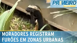 Furões têm aparecido com frequência em zonas urbanas de Porto Alegre | Primeiro Impacto (23/04/24)