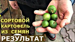 ОБНОВИТЬ бесплатно СОРТ КАРТОФЕЛЯ можно ли? КАРТОФЕЛЬ ИЗ СЕМЯН