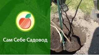 Посадка кизила