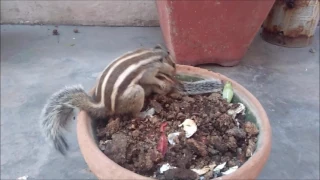 Mommy Squirrel finds out her baby is safe Watch what happens next!