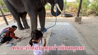 ไล่ควาญหัวออก รับควาญบัวบานคนใหม่  #viral #elephant #india #funny