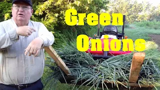 Green Onion Harvest and Processing 2020