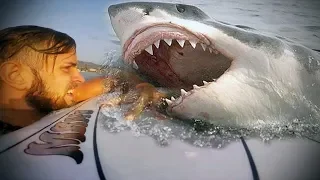 5 Shark Encounters Caught On GoPro