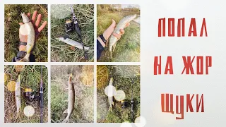 НАКОНЕЦ-ТО Я ПОПАЛ НА ЖОООР ЩУКИ