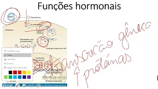 FSR Sistema Reprodutor Masculino   parte 2