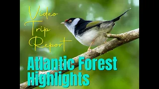 TRIP REPORT: Brazil Atlantic Forest Highlights 2023 VTR