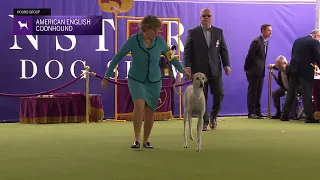 American English Coonhounds | Breed Judging 2024