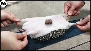 This Is What Happens When Hedgehogs Become Pets
