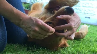 A simple way to remove ticks using the O'TOM TICK TWISTER