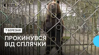 У Хмельницькому зоокуточку прокинувся ведмідь