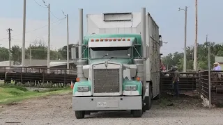 Loading cattle at Hollis Livestock Commission