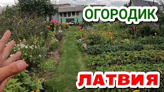 Family Garden in Latvia near Riga, August 2022