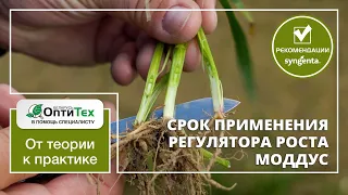 31 фаза на зерновых - время применять регулятор роста Моддус.