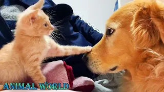 CATS vs DOGS! Love and hate! Compilation of funny cats and dogs for a good mood! 🤣