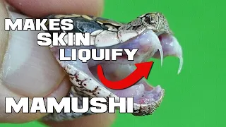 The Angry Castle WRAITH - Mamushi Snake - Animal a Day Japan Week