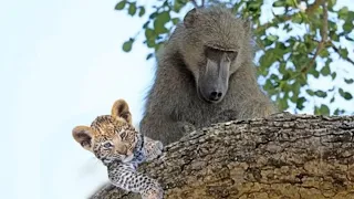 Baboon easily kidnapped Leopard Cub to intimidate | Wild Animals Fight