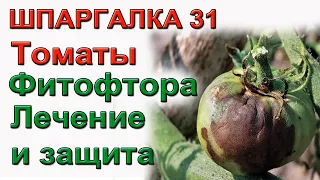 Лечим от фитофторы томаты. Сентябрь. ШПАРГАЛКА 31