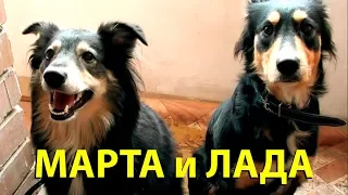 Собаки Марта и Лада