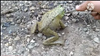 frogs scream for 1 minute and 50 seconds
