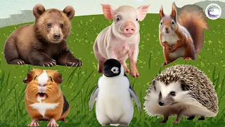 Funniest Animal Sounds In Nature: Bear, Pig, Squirrel, Mouse, Penguin, Hedgehog