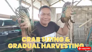 CRAB SIZING & GRADUAL HARVESTING