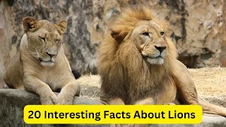 20 Interesting Facts About Lions That Will Amaze You