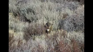 The Biggest Buck I've Ever Seen!! | Amazing Mule Deer Rut Footage