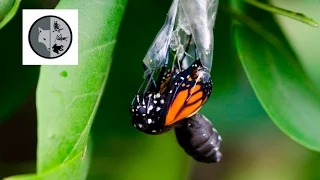 The life of Monarch Butterfly