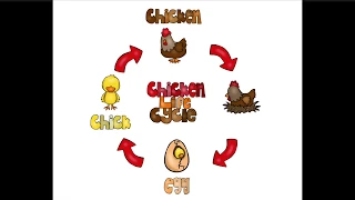 Chicken Life Cycle