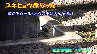 旭山動物園 ユキヒョウ（ジーマと赤ちゃん）隣のアムールヒョウのおじさんが怖い