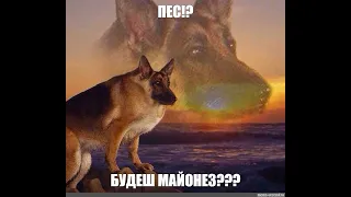 Пес будеш майонез? Гав гав каже пес може кетчуп в тебе єсть? Я виходжу в парк там гуляє пес. tiktok