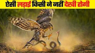 सांप और पक्षी के बीच हुई घमासान लड़ाई | Deadly Fight Between Snakes and Birds