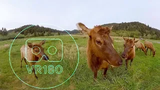 VR180 WILD ELK PEEPING VR CAMERA!  | 5.7K VR180