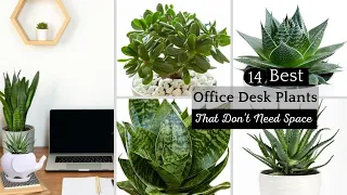 The 14 Best Plants for Your Office | Office Desk Plants That Don’t Need Space | Plants You Will Love