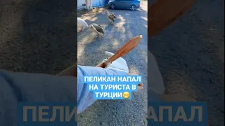 Пеликан напал на посетителя кафе в Турции, город Мерсин, Январь 2023