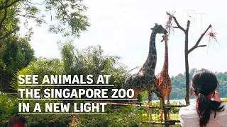 See animals at the Singapore Zoo in a new light