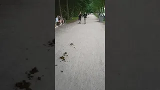 Hamburg Stadtpark voll Pferde Schied Mist Hunde Besitzer müssen alles aufheben.  Pferde Besitzer?