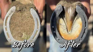 Hoof Restoration: Farrier ASMR: Oddly Satisfying